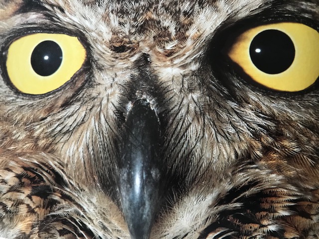 VACINA PARA CORONAVÃRUS â OFTALMOLOGIAfotocoruja